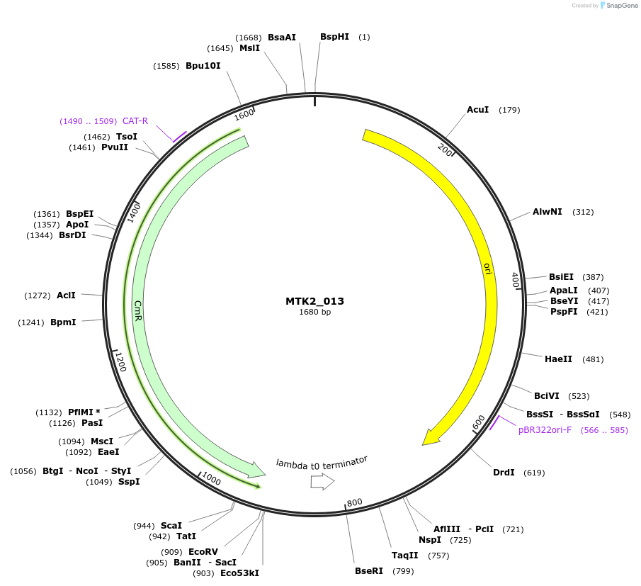 123705-plasmid-map-sequence-id-248609