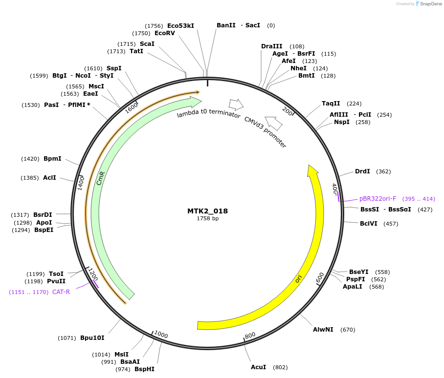 123710-plasmid-map-sequence-id-248616
