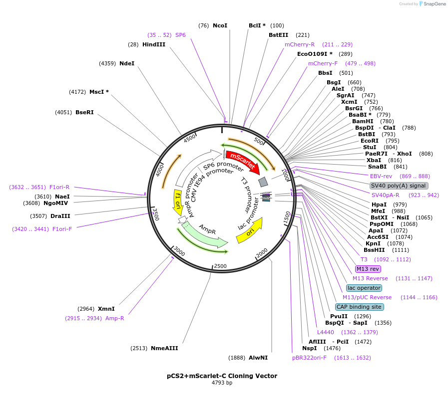 128147-plasmid-map-sequence-id-248619