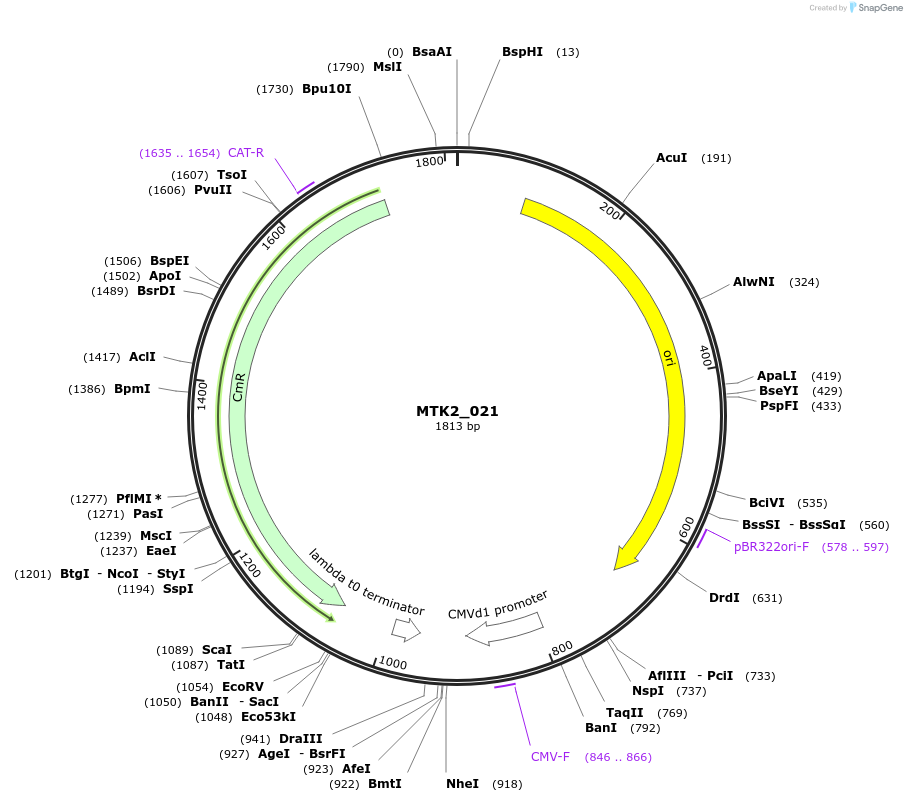 123713-plasmid-map-sequence-id-248643