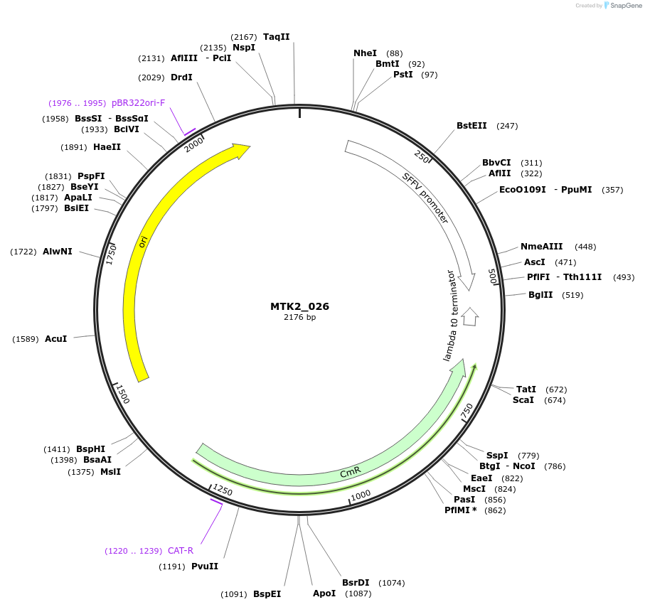 123718-plasmid-map-sequence-id-248650