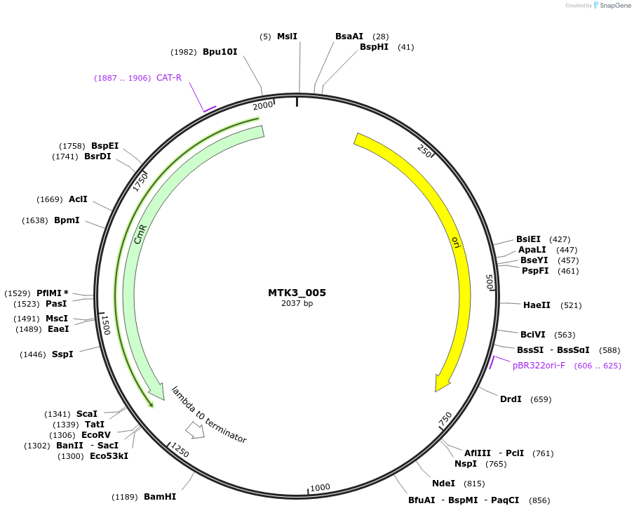 123721-plasmid-map-sequence-id-248654