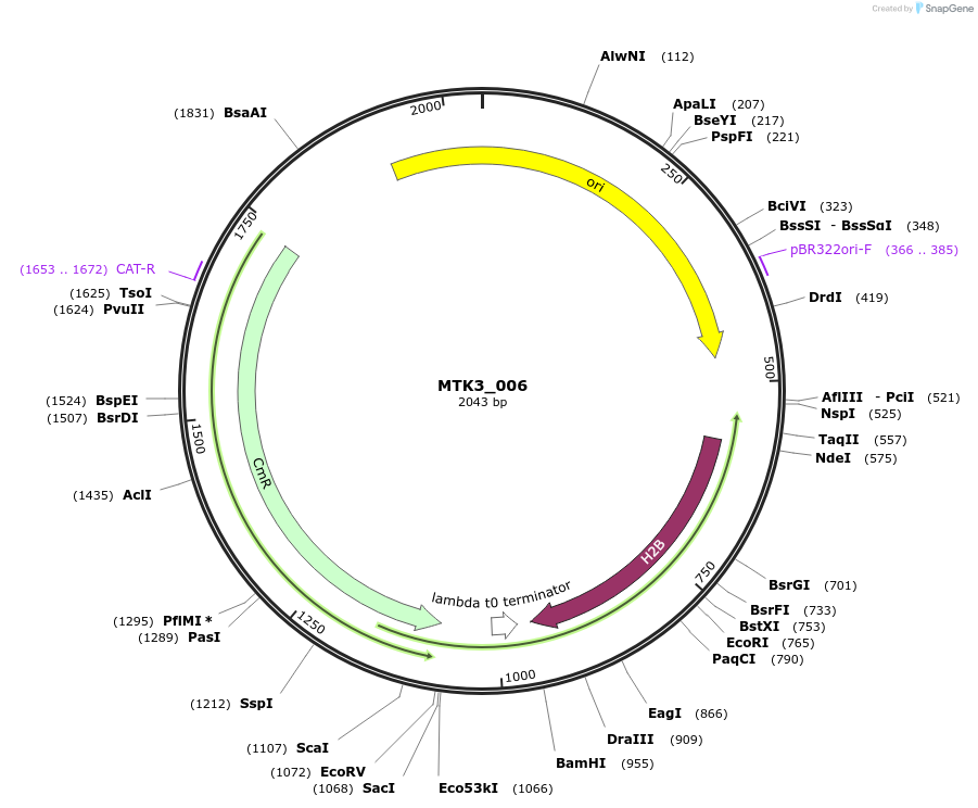123722-plasmid-map-sequence-id-248655