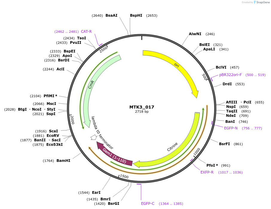123732-plasmid-map-sequence-id-248667