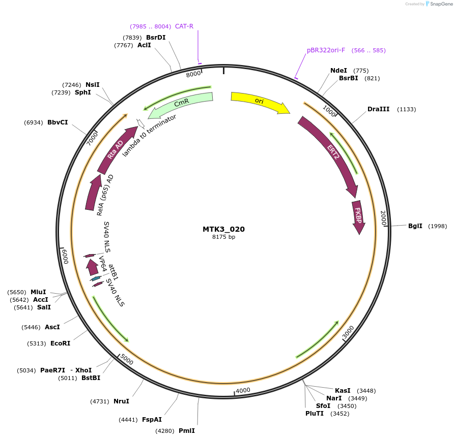 123735-plasmid-map-sequence-id-248670