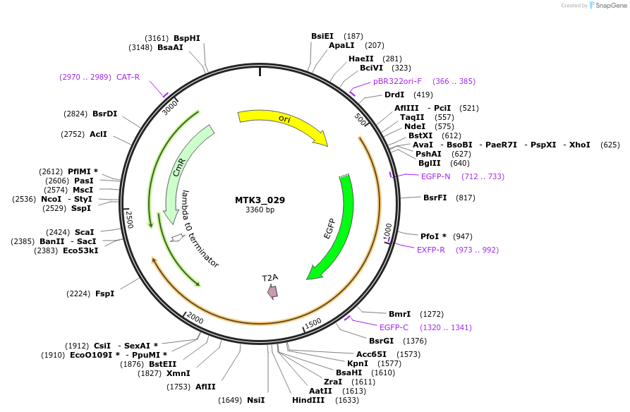 123743-plasmid-map-sequence-id-248684
