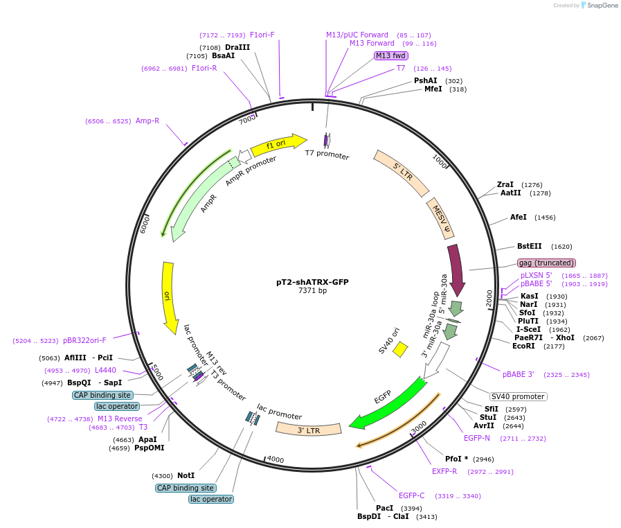 124259-plasmid-map-sequence-id-248702
