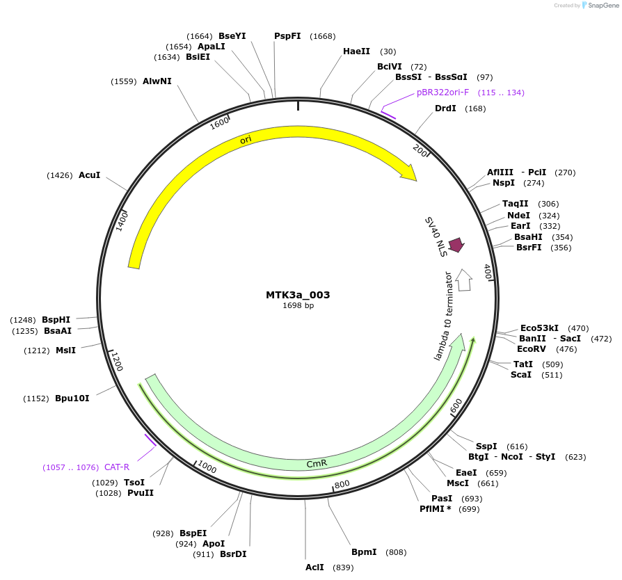 123756-plasmid-map-sequence-id-248715
