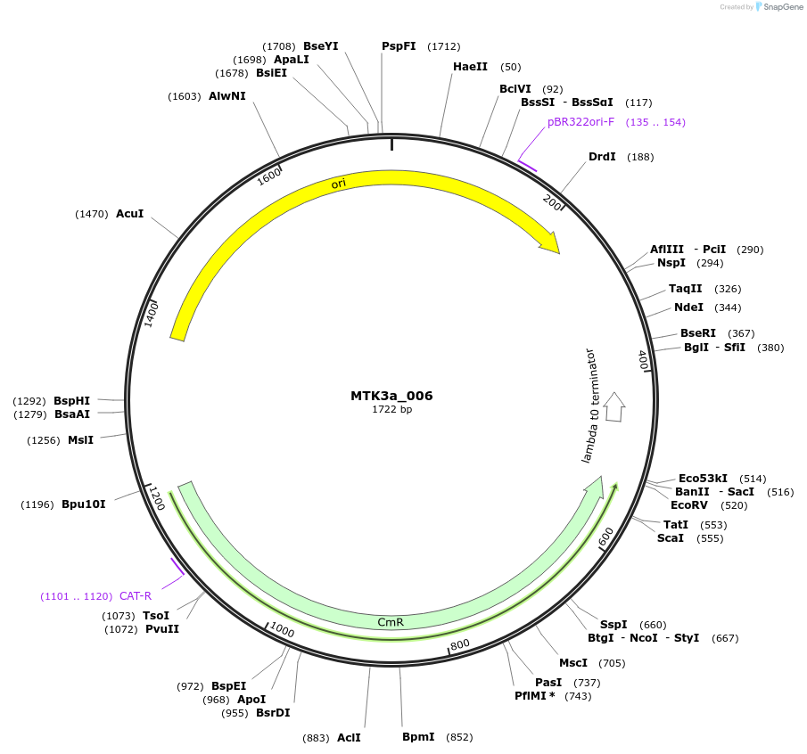 123759-plasmid-map-sequence-id-248719