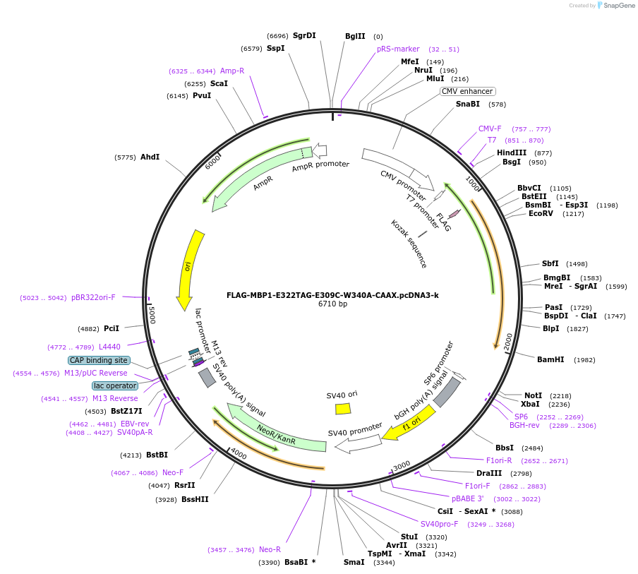 127409-plasmid-map-sequence-id-248721