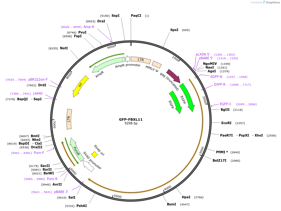 126543-plasmid-map-sequence-id-248722