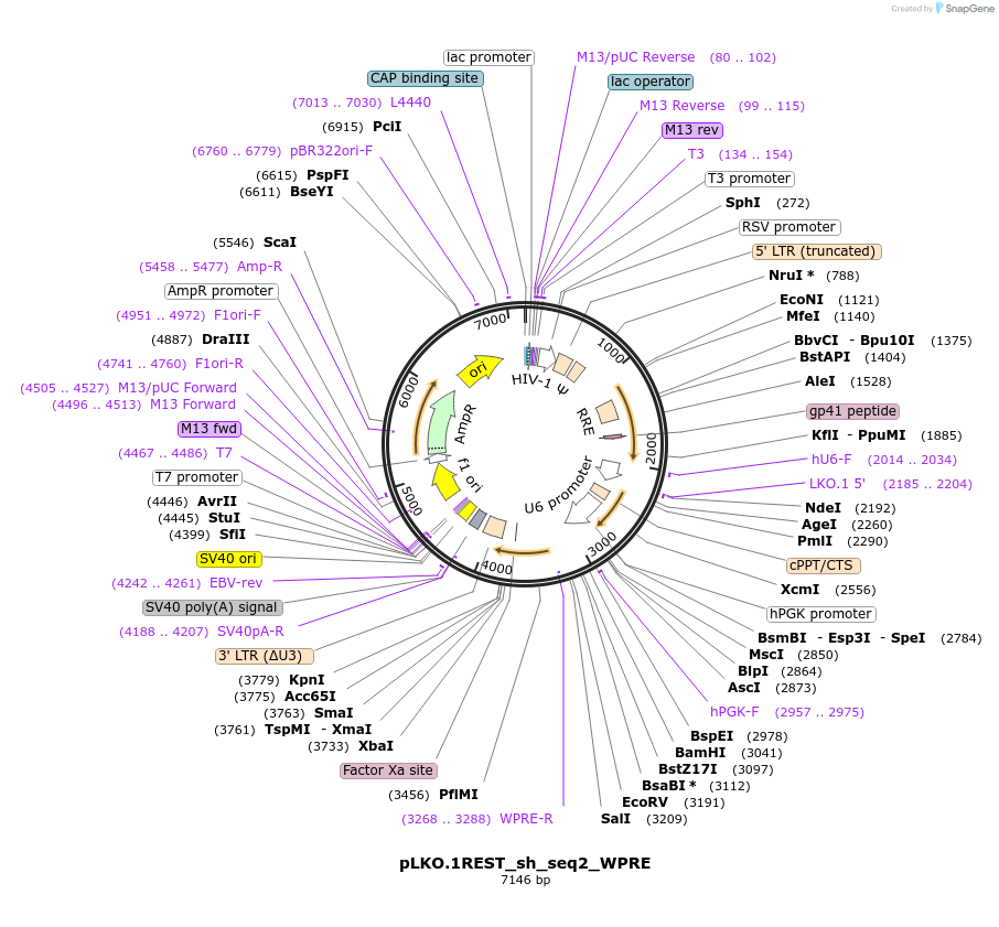 127574-plasmid-map-sequence-id-248726