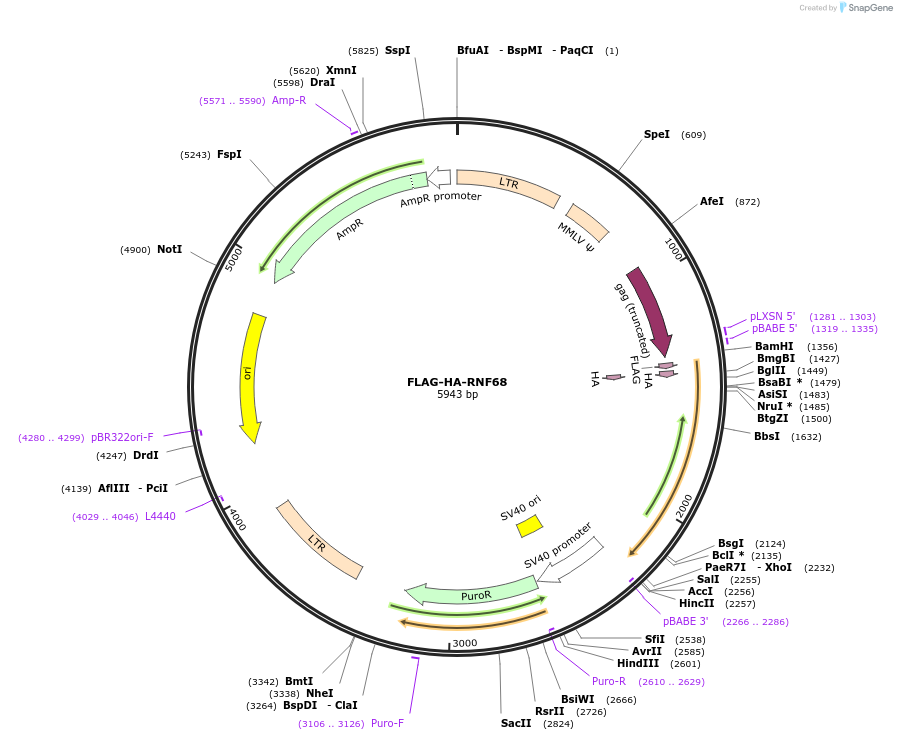 126548-plasmid-map-sequence-id-248733
