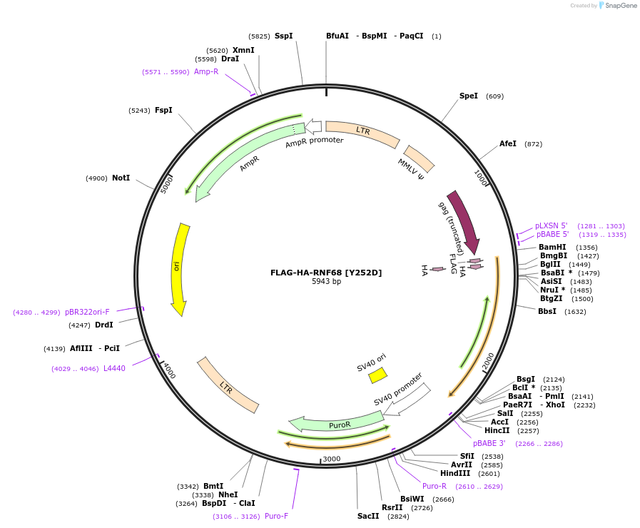 126550-plasmid-map-sequence-id-248735