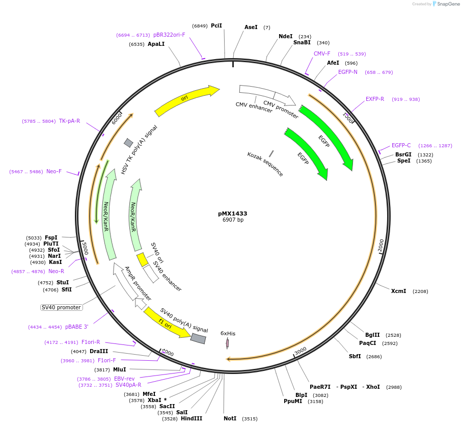 127857-plasmid-map-sequence-id-248752