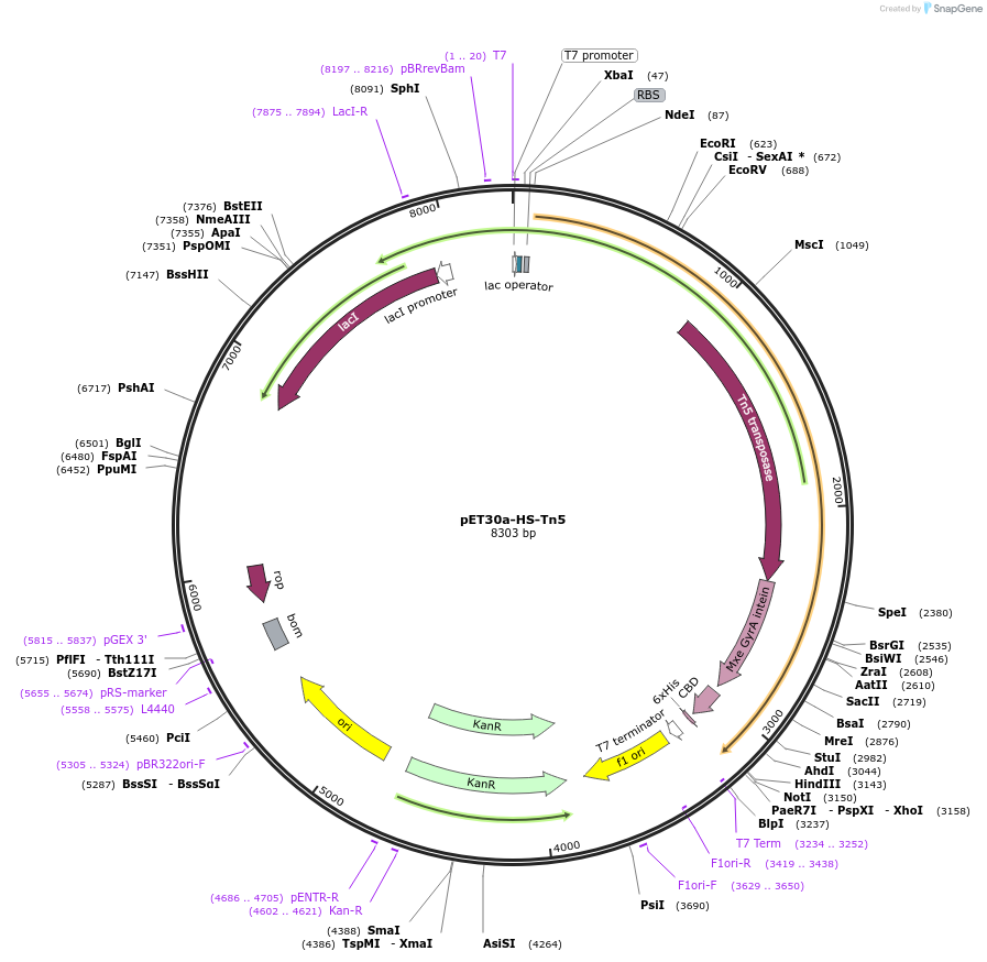 127916-plasmid-map-sequence-id-248754