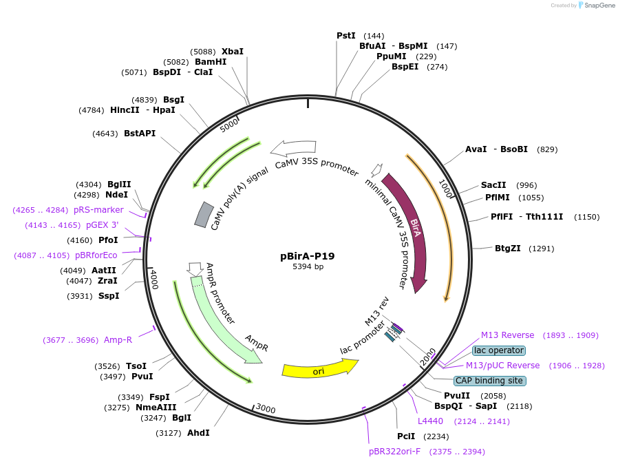 127919-plasmid-map-sequence-id-248755