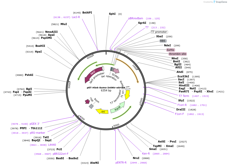 126015-plasmid-map-sequence-id-248768