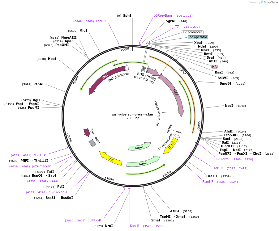 126016-plasmid-map-sequence-id-248770