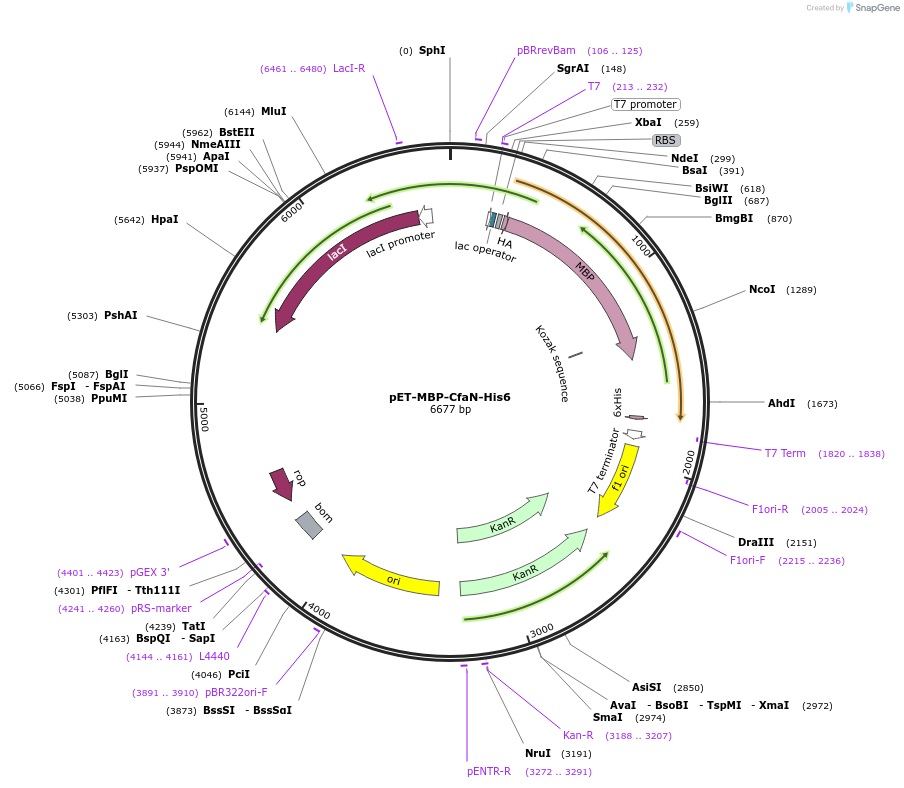 126017-plasmid-map-sequence-id-248771