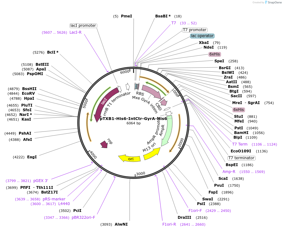 126019-plasmid-map-sequence-id-248774