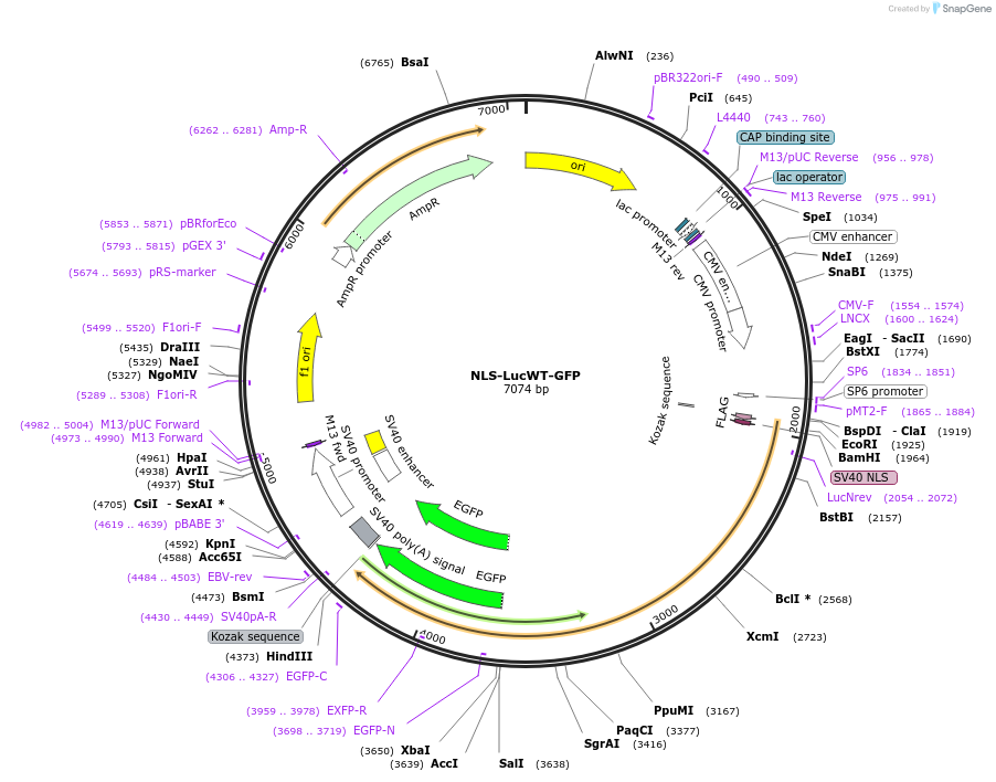 127709-plasmid-map-sequence-id-248776