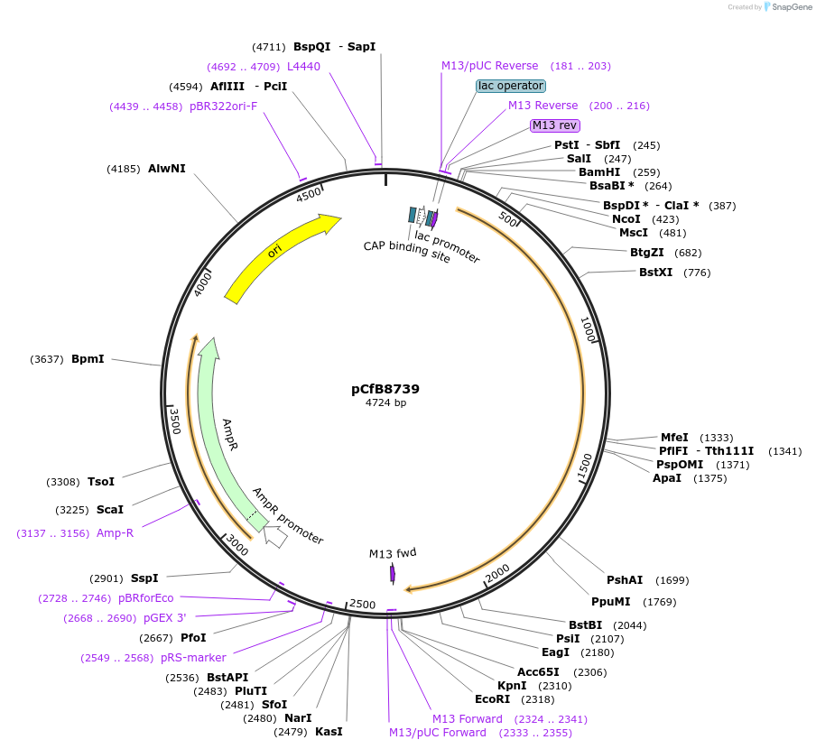 126905-plasmid-map-sequence-id-248790