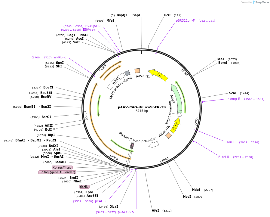 127952-plasmid-map-sequence-id-248792