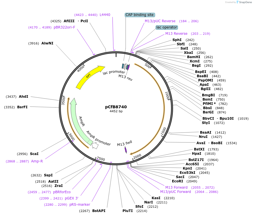 126906-plasmid-map-sequence-id-248793