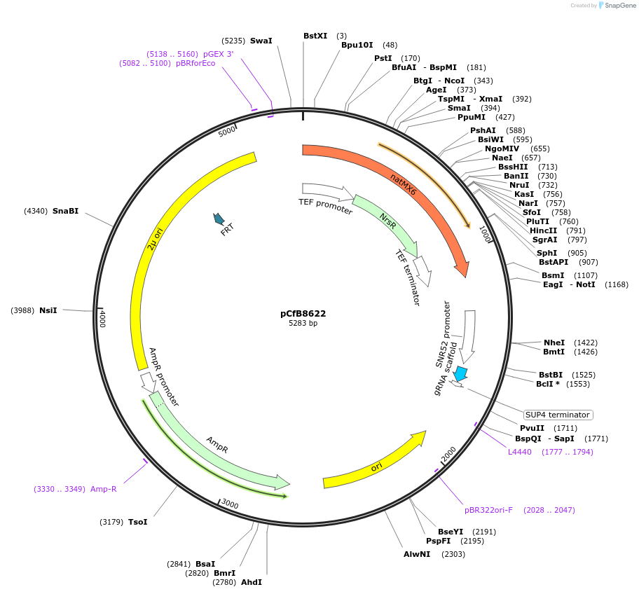 126912-plasmid-map-sequence-id-248797