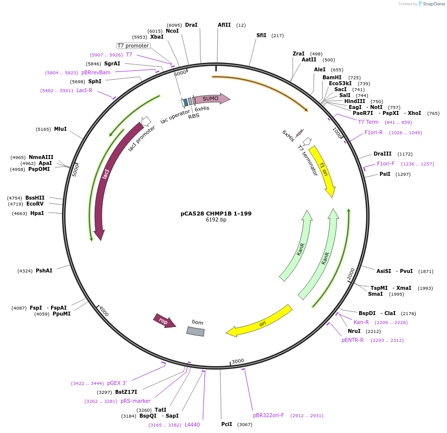 115326-plasmid-map-sequence-id-248801