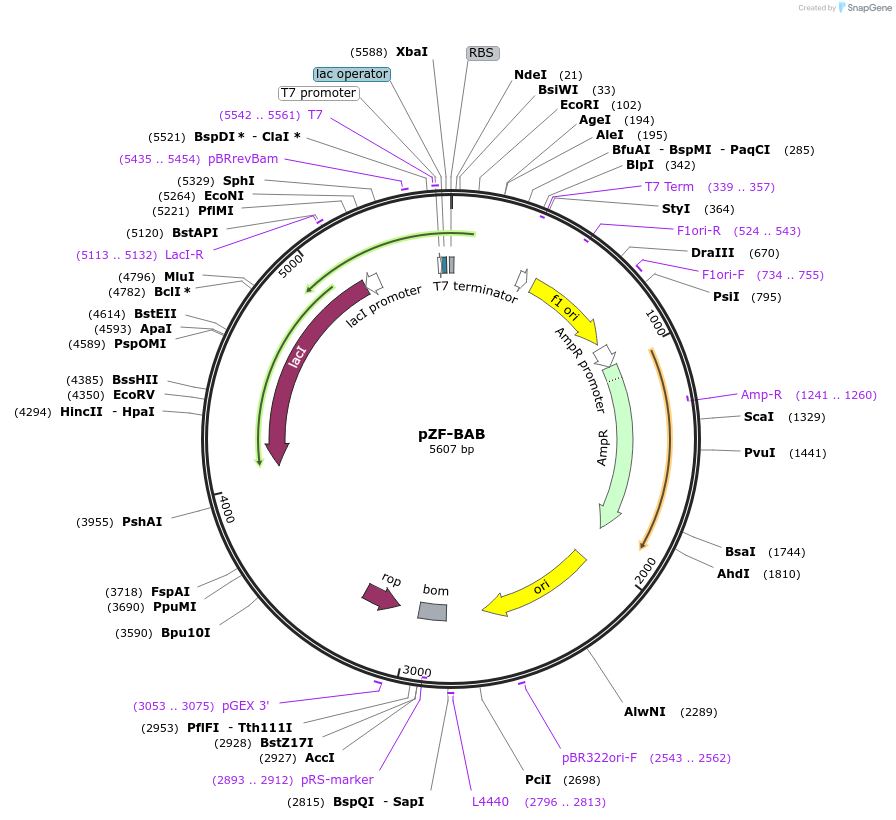 127469-plasmid-map-sequence-id-248849