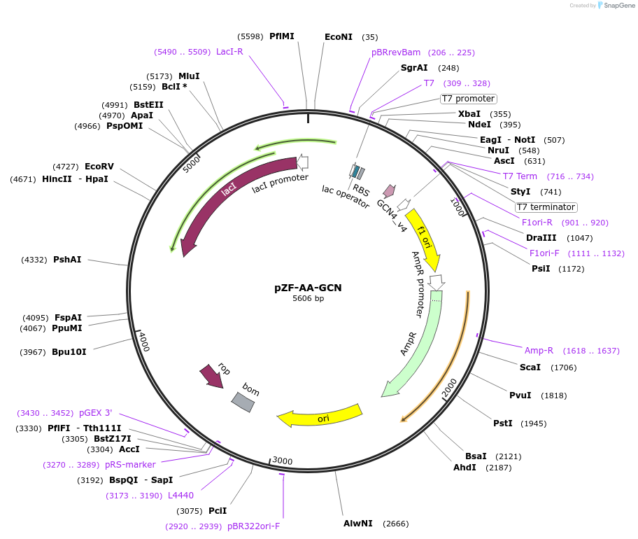 127479-plasmid-map-sequence-id-248852