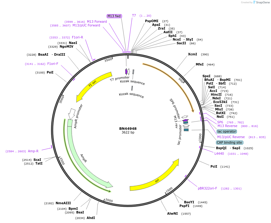 123020-plasmid-map-sequence-id-248854