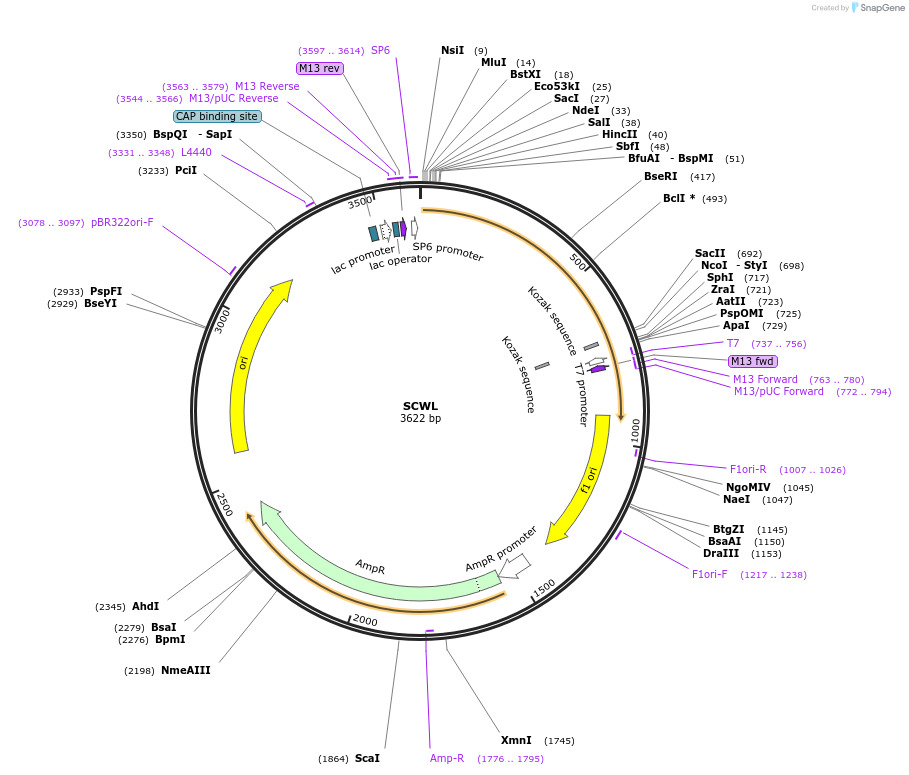 123019-plasmid-map-sequence-id-248858