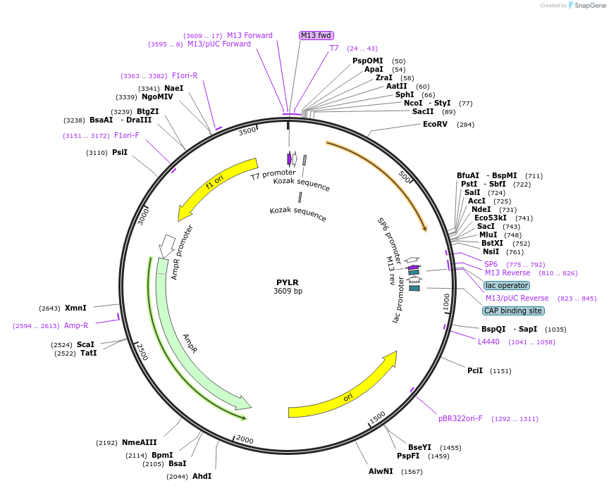 123017-plasmid-map-sequence-id-248861