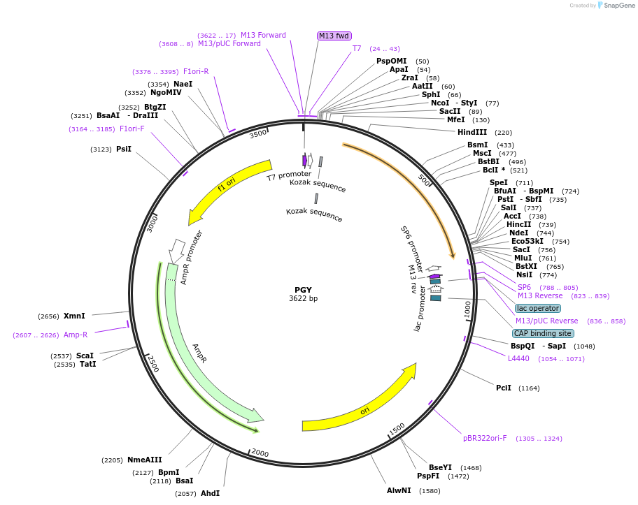 123011-plasmid-map-sequence-id-248864