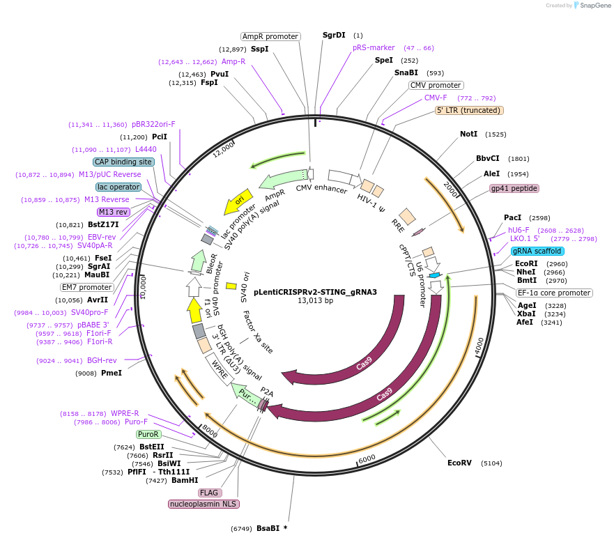 127640-plasmid-map-sequence-id-248865