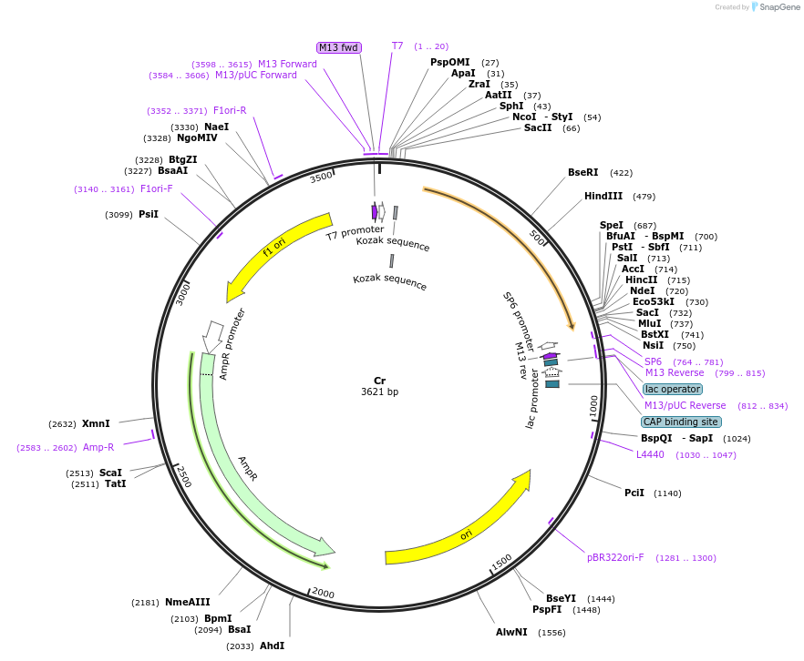 123014-plasmid-map-sequence-id-248869