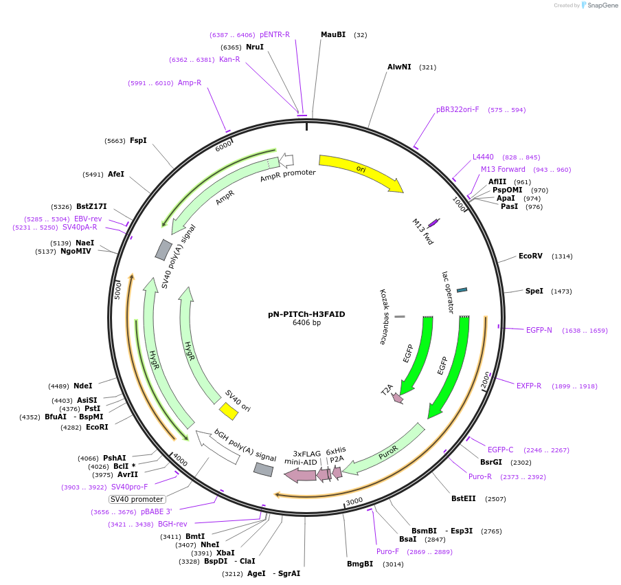 127884-plasmid-map-sequence-id-248874