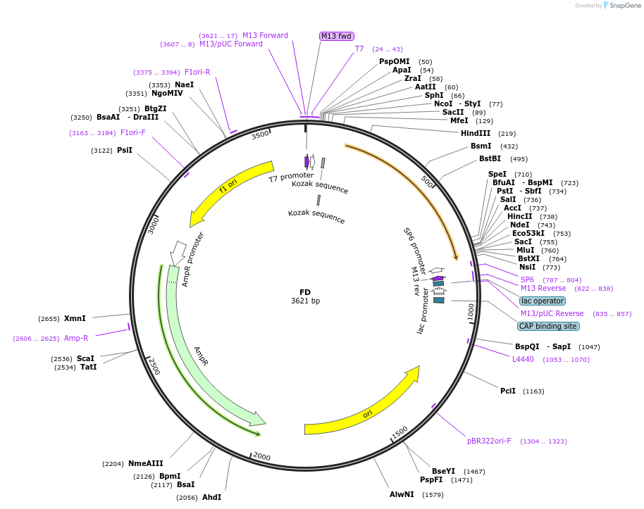 123010-plasmid-map-sequence-id-248898