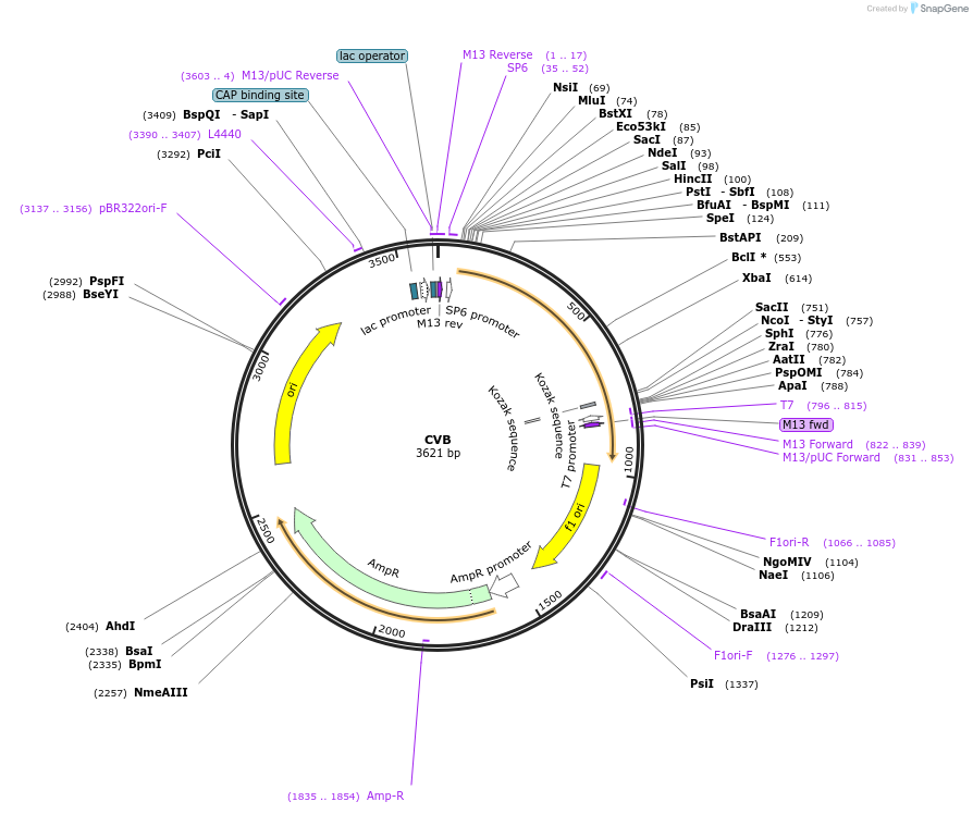 123003-plasmid-map-sequence-id-248900
