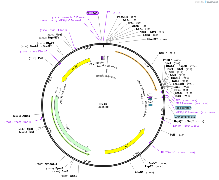 123005-plasmid-map-sequence-id-248901