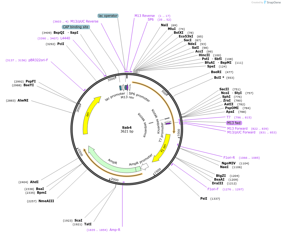 123008-plasmid-map-sequence-id-248903