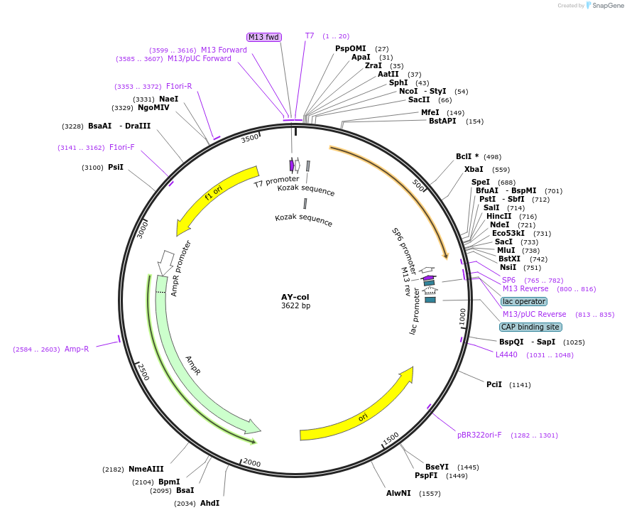 123004-plasmid-map-sequence-id-248904