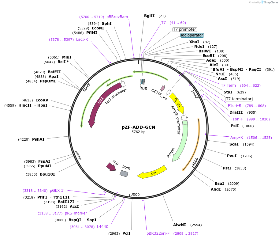 127475-plasmid-map-sequence-id-248906