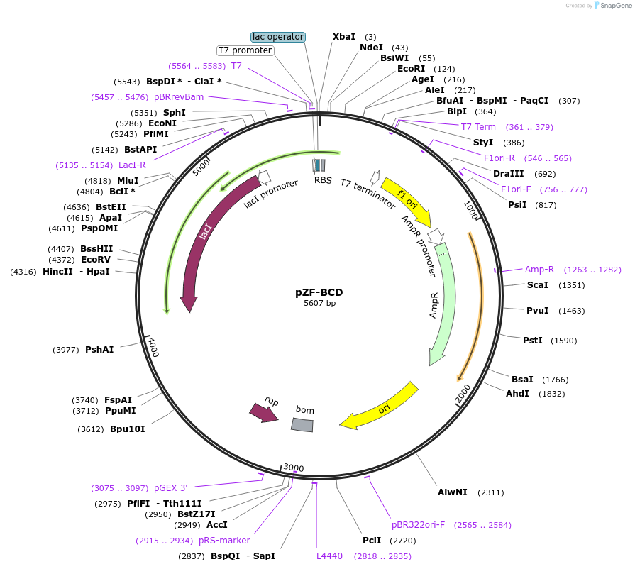 127472-plasmid-map-sequence-id-248915