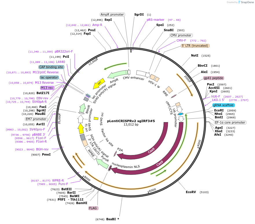 127642-plasmid-map-sequence-id-248925