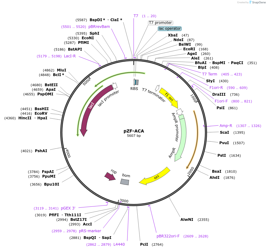 127466-plasmid-map-sequence-id-248934