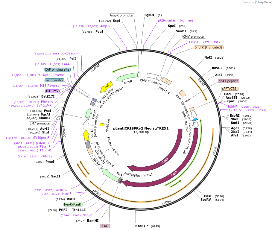 127645-plasmid-map-sequence-id-248935